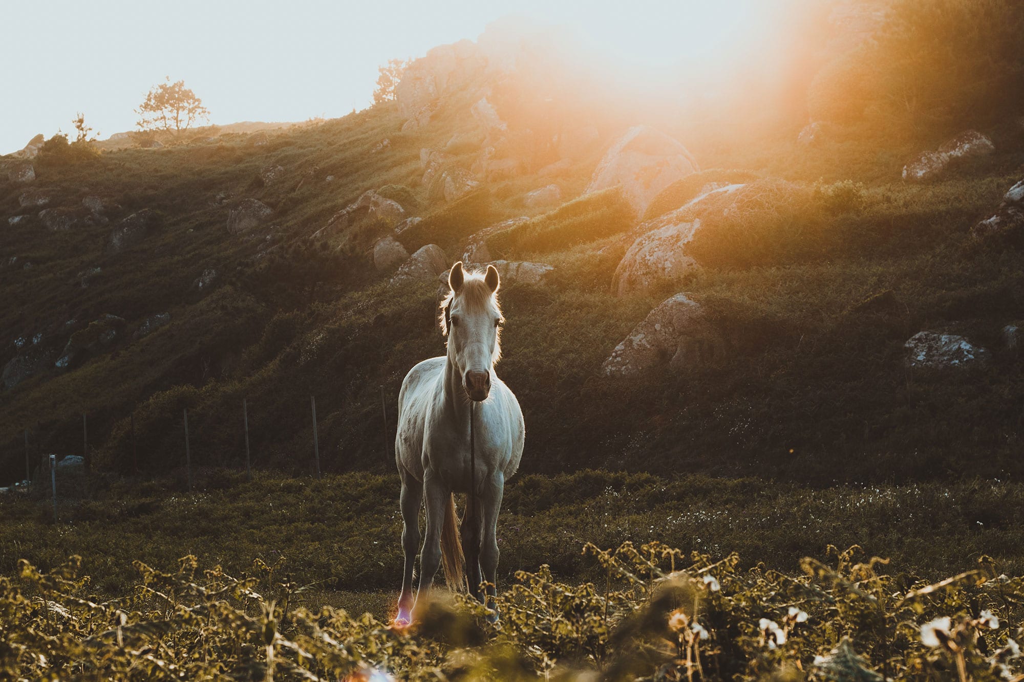 PARASITE CONTROL IN HORSES