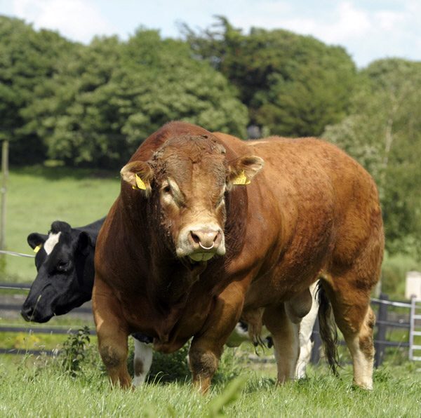 FREE Farmer Webinar delivered by XLVets – Getting the most from the second half of the breeding season