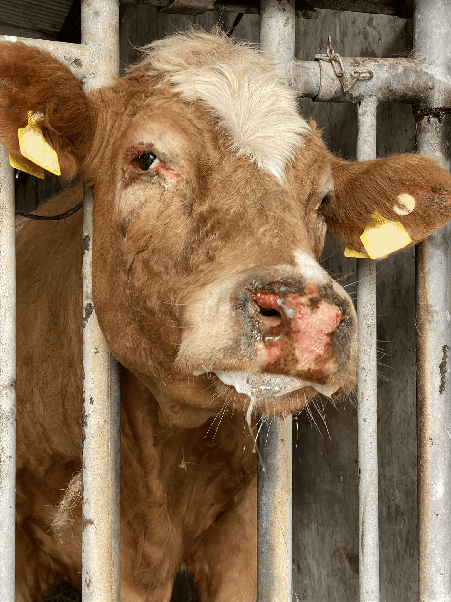 Photosensitisation in Cattle